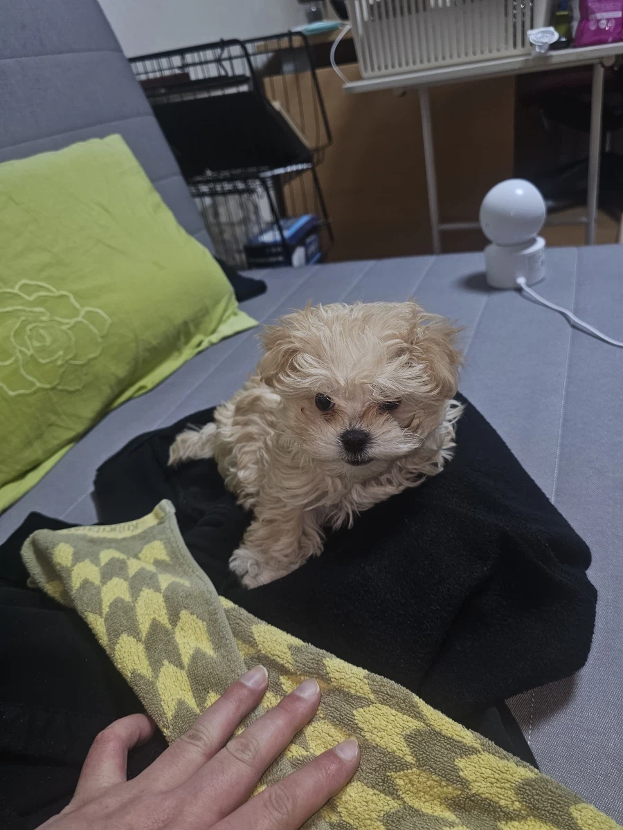 3일전 데려온 강아지_2.webp