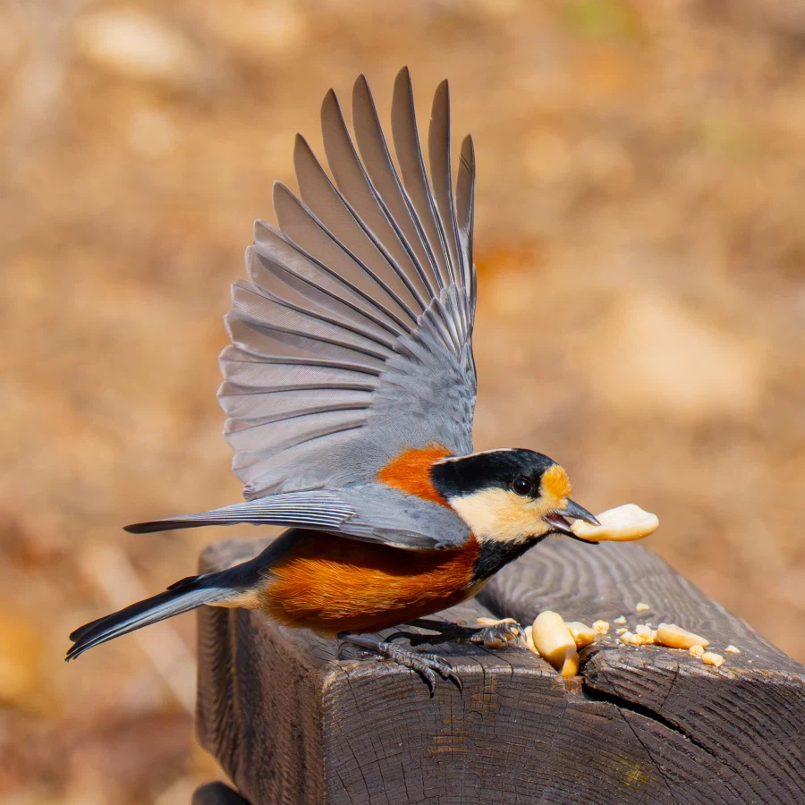 소니 A1m2 + 70200GM2 로 초고속 사진을 찍으면?_2.webp