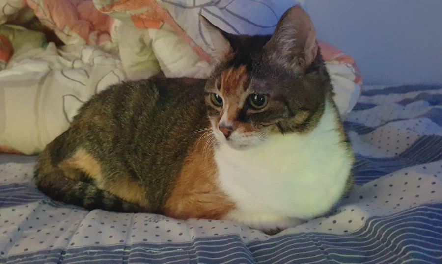 오늘로 우리집 고앵이 떠난지 2주 됐다_2.webp