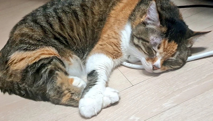 오늘로 우리집 고앵이 떠난지 2주 됐다_3.webp