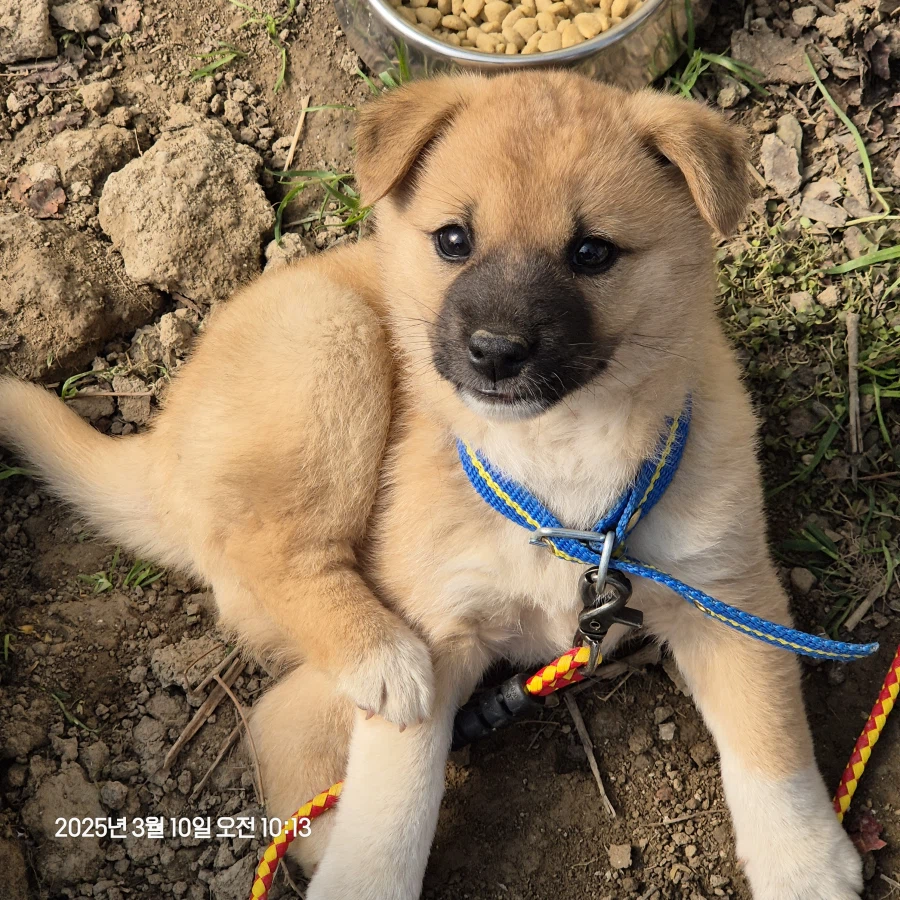 오리지날 똥개 근황_2.webp