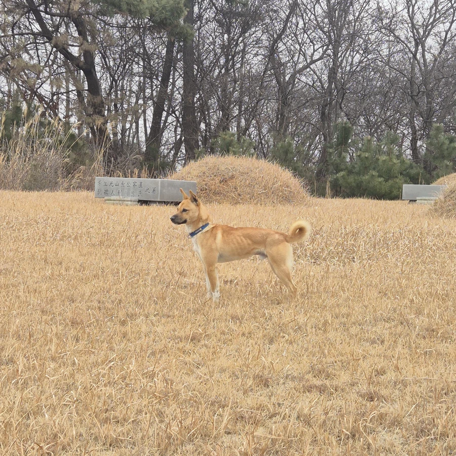 오리지날 똥개 근황_4.webp