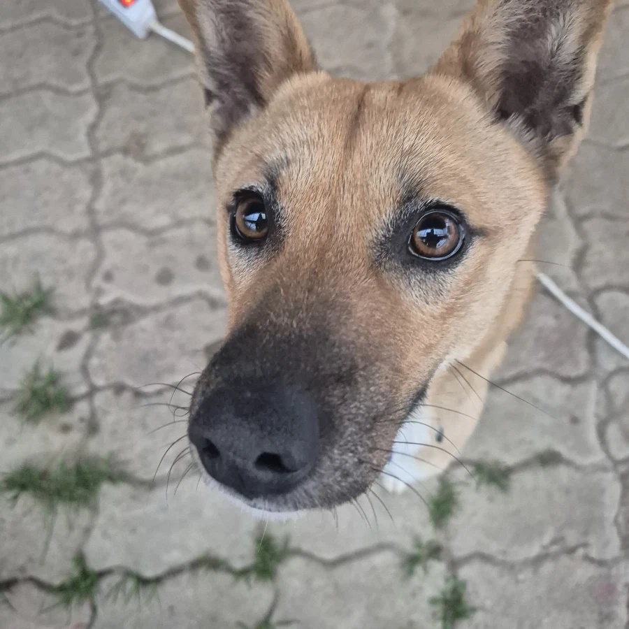 오리지날 똥개 근황_5.webp