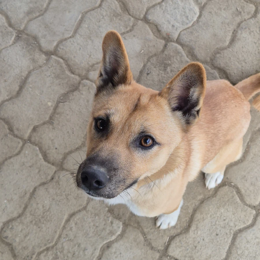 오리지날 똥개 근황_9.webp