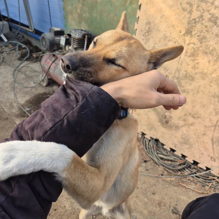 오리지날 똥개 근황_14.webp