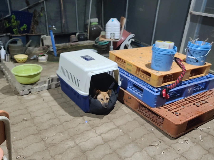 오리지날 똥개 근황_16.webp