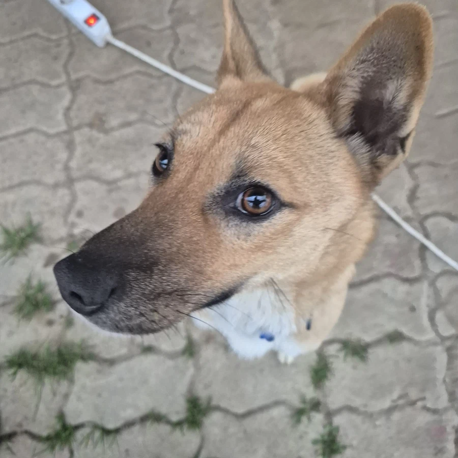 오리지날 똥개 근황_17.webp