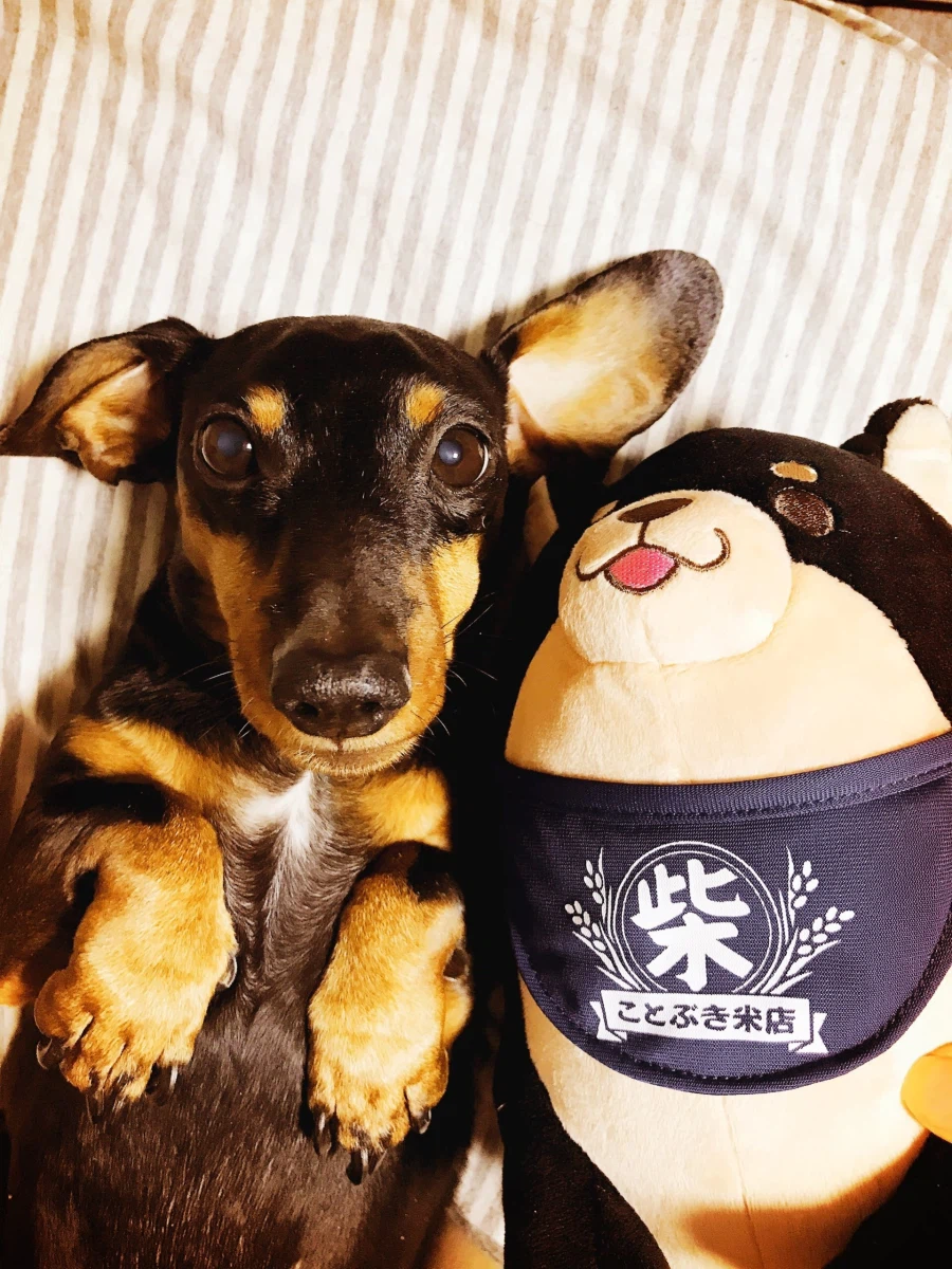 우리 앵두가 멍멍이 별로 떠났습니다_11.webp