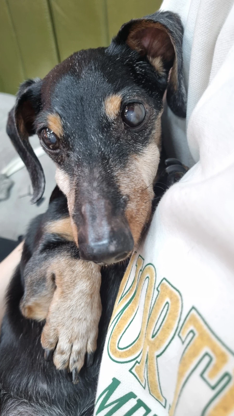 우리 앵두가 멍멍이 별로 떠났습니다_5.webp