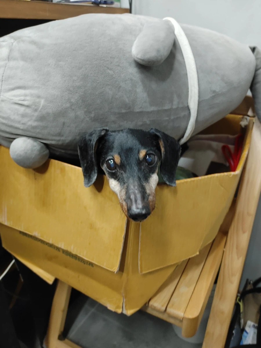 우리 앵두가 멍멍이 별로 떠났습니다_17.webp