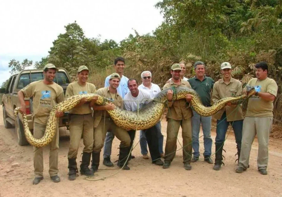 영화와달리 실제로는 그렇게까지 위험하지 않은 동물들.jpg_1.webp