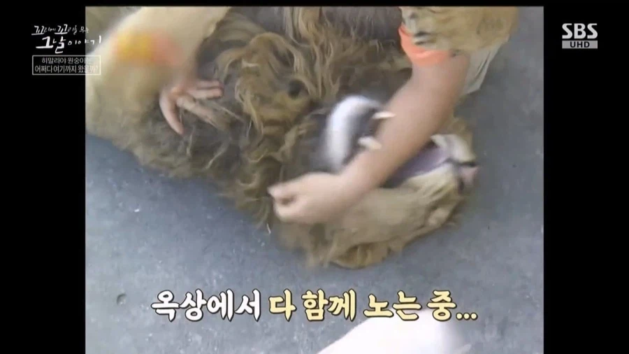 90년대 불법으로 기르던 애완동물들_9.webp