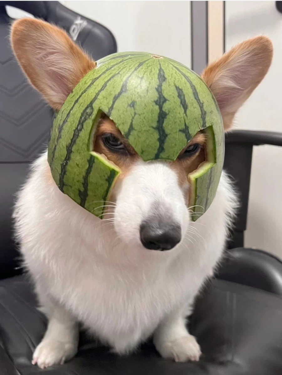 수박 투구를 쓴 강아지_4.webp