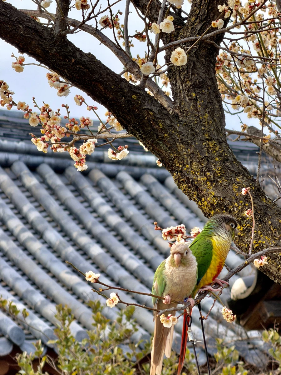 대구 달성군 남평문씨세거지 매화_4.webp