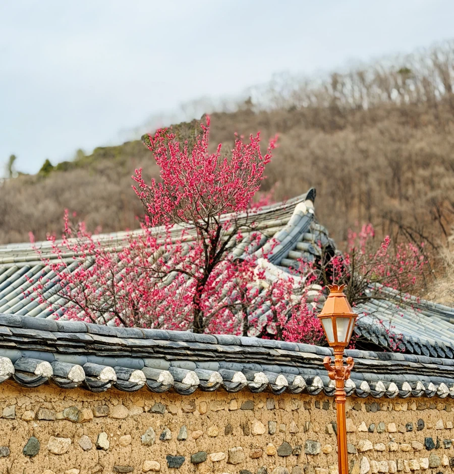 대구 달성군 남평문씨세거지 매화_6.webp