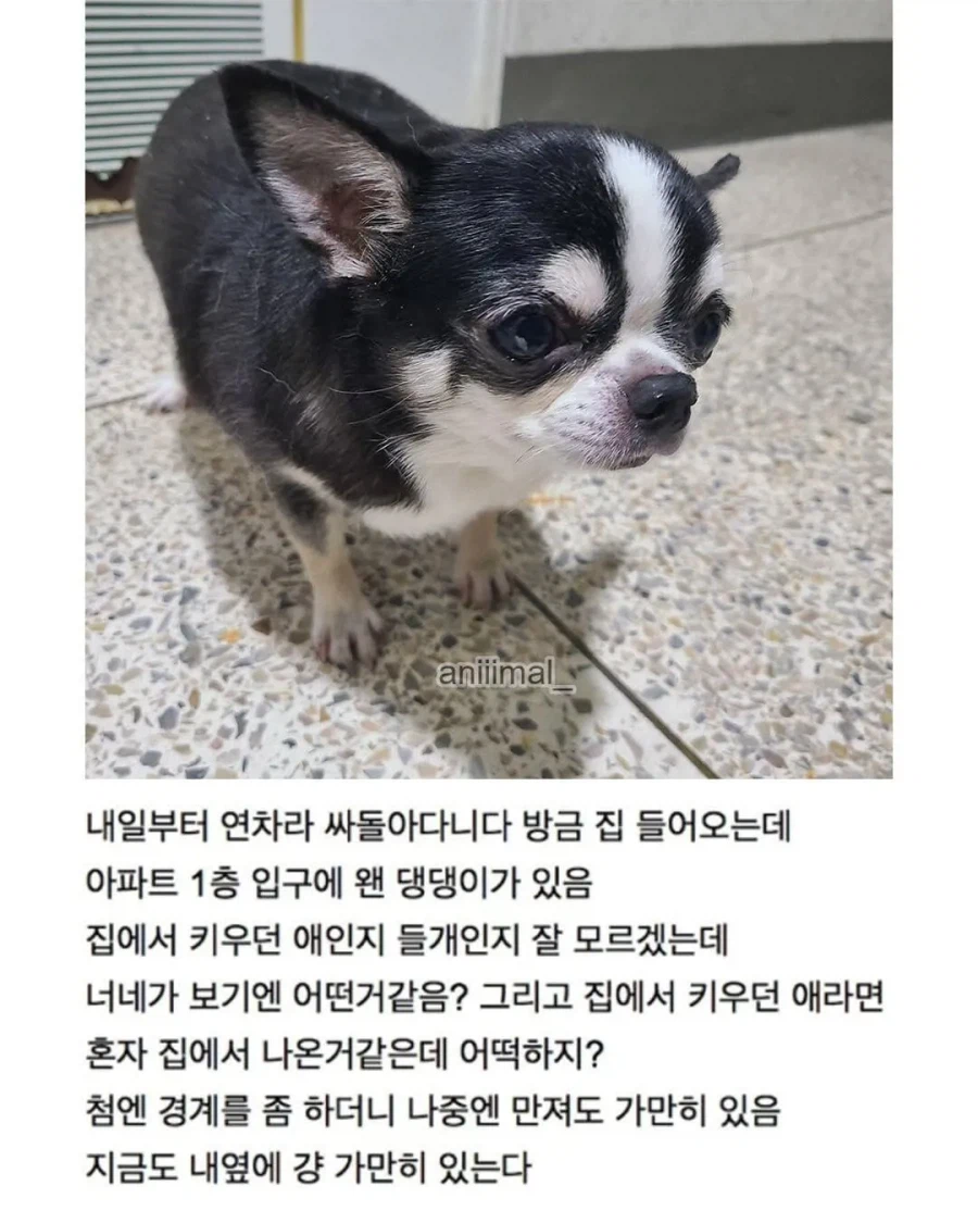 아파트에서 들개(?) 줍줍한 사람.jpg_3.webp