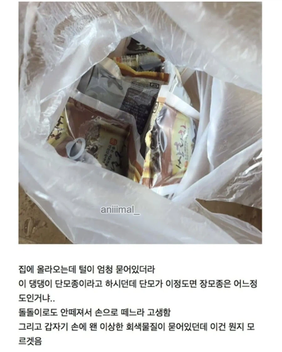 아파트에서 들개(?) 줍줍한 사람.jpg_10.webp