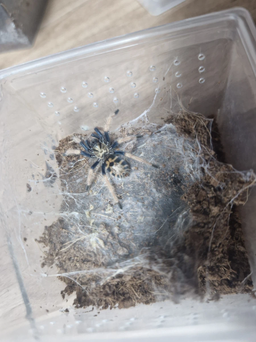 혐)거미의 독에 대한 오해_6.webp