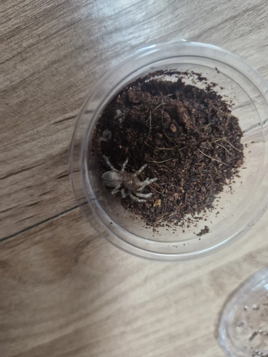 혐)거미의 독에 대한 오해_8.webp