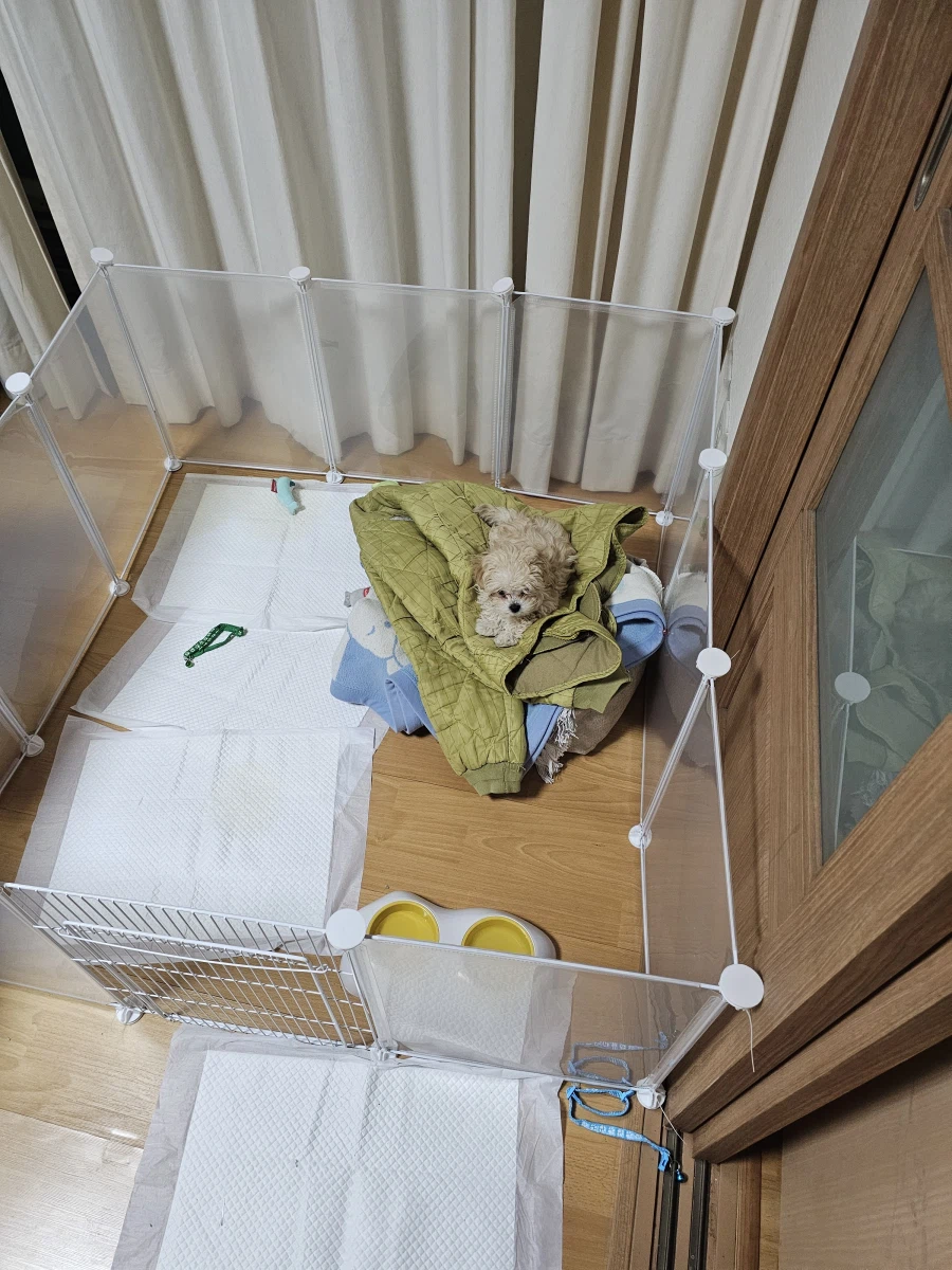 강아지 생후 74일_1.webp