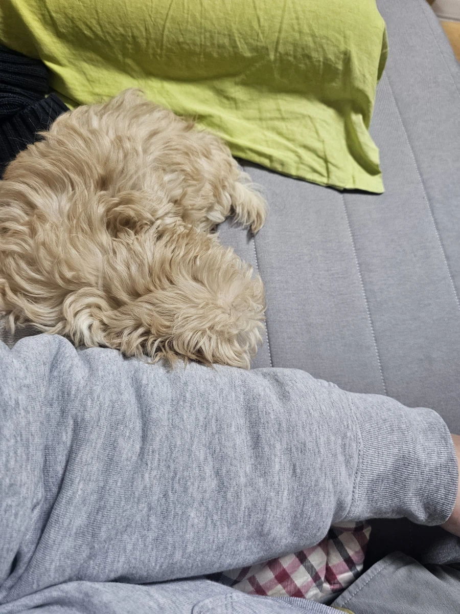 강아지 생후 74일_4.webp