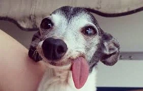 “일본, 배가 불렀네”…수수료받는 전자여행허가 2028년 의무화_1.webp