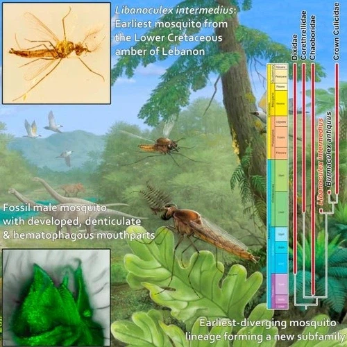 모기멸종을 원할 때 마다 기억하십시오_1.webp