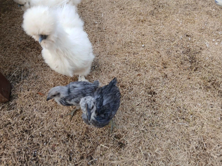 수녀님 몰래 많이 성장한 중병아리들의 일상 올리기_1.webp