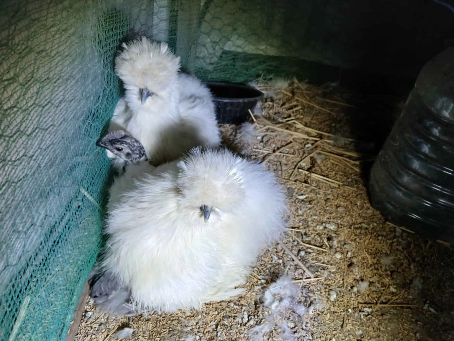 수녀님 몰래 많이 성장한 중병아리들의 일상 올리기_4.webp