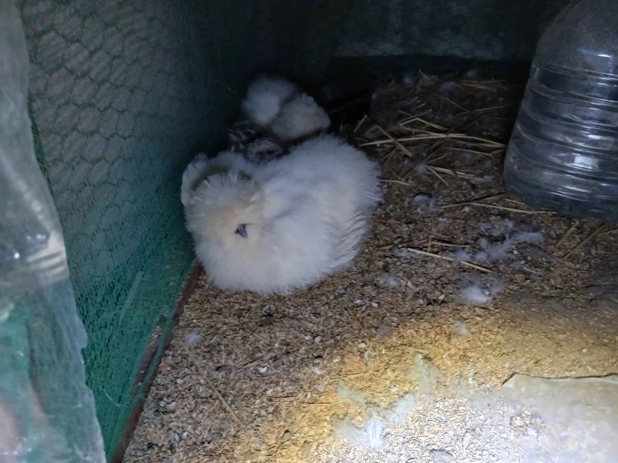 리노아 몰래 복실복실한 닭들과 많이 커버린 병아리 올리기_3.webp