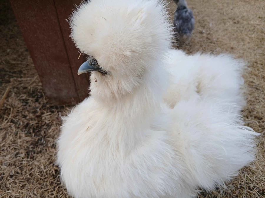 리노아 몰래 복실복실한 닭들과 많이 커버린 병아리 올리기_4.webp