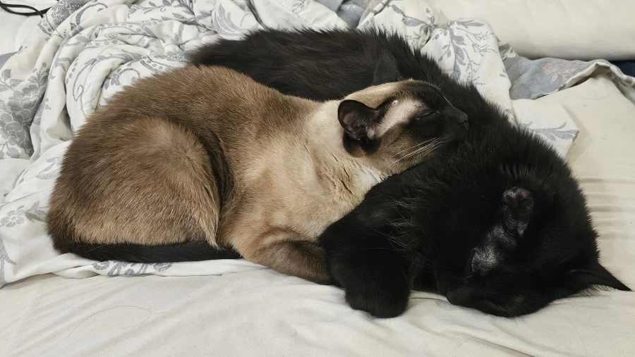 냥아치 둘_1.webp