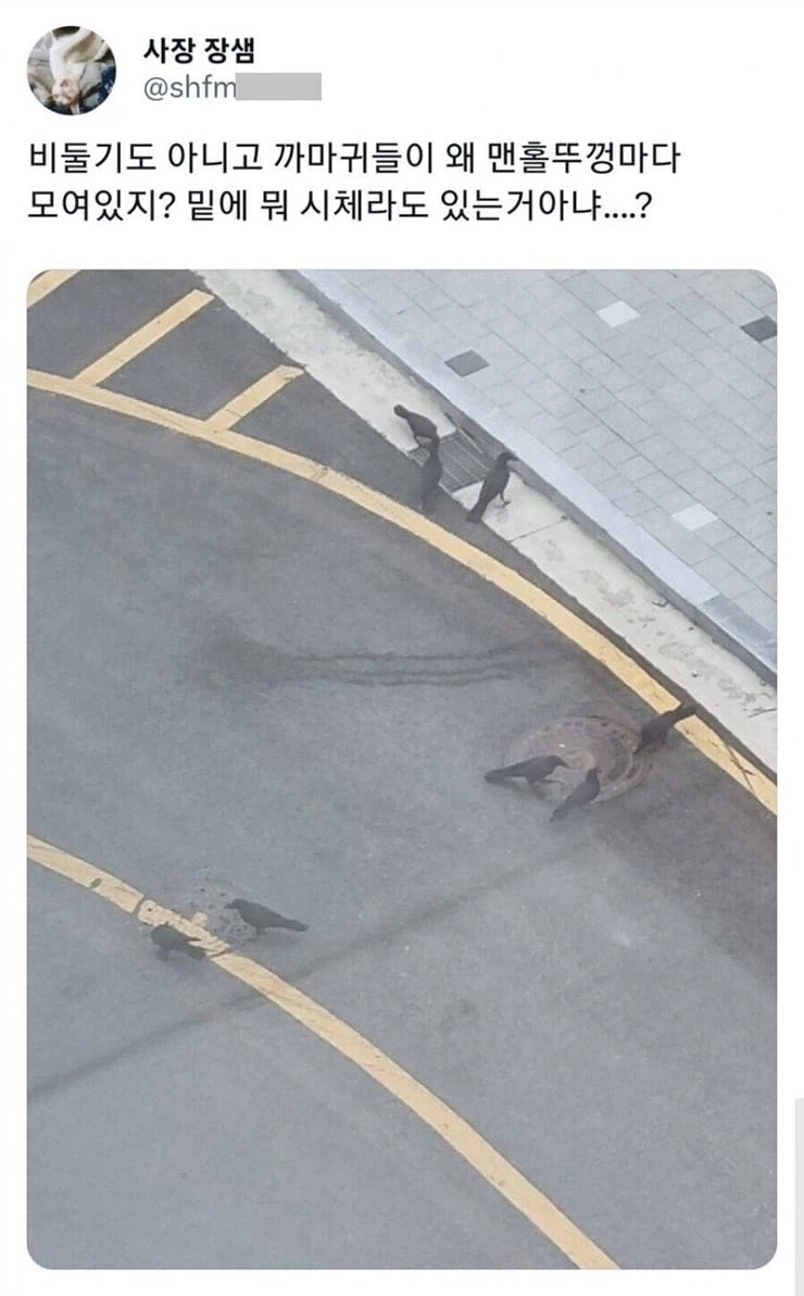 까마귀들이 맨홀뚜껑마다 모여있는 이유.jpg_1.webp
