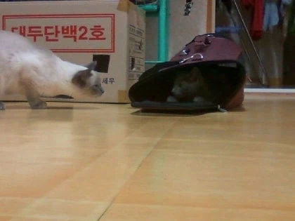 [라온이의 15번째 생일! 15년 압축 돌아보기]_3.webp