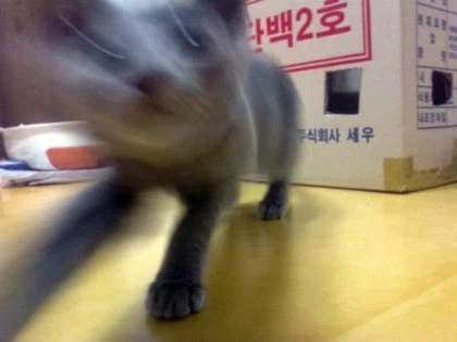 [라온이의 15번째 생일! 15년 압축 돌아보기]_10.webp