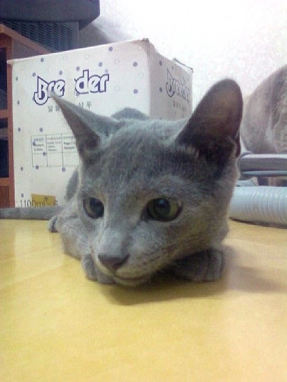 [라온이의 15번째 생일! 15년 압축 돌아보기]_24.webp