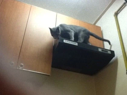 [라온이의 15번째 생일! 15년 압축 돌아보기]_33.webp