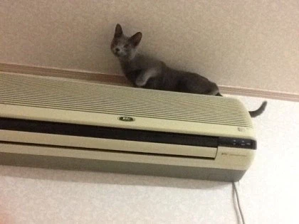 [라온이의 15번째 생일! 15년 압축 돌아보기]_35.webp