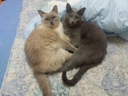 [라온이의 15번째 생일! 15년 압축 돌아보기]_43.webp