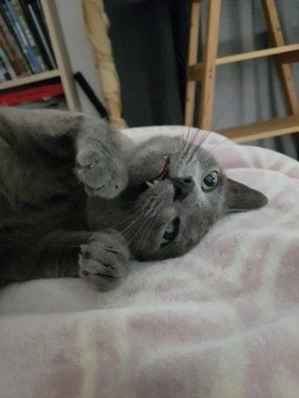 [라온이의 15번째 생일! 15년 압축 돌아보기]_56.webp