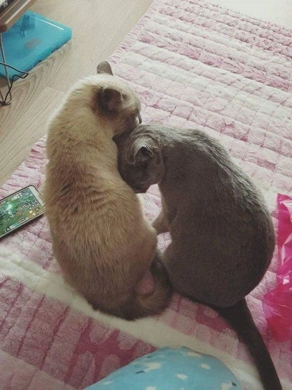 [라온이의 15번째 생일! 15년 압축 돌아보기]_65.webp