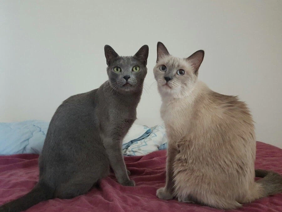 [라온이의 15번째 생일! 15년 압축 돌아보기]_66.webp