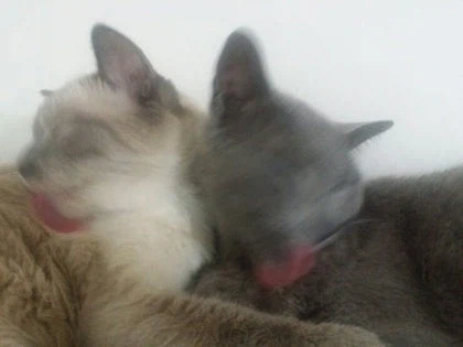 [라온이의 15번째 생일! 15년 압축 돌아보기]_69.webp