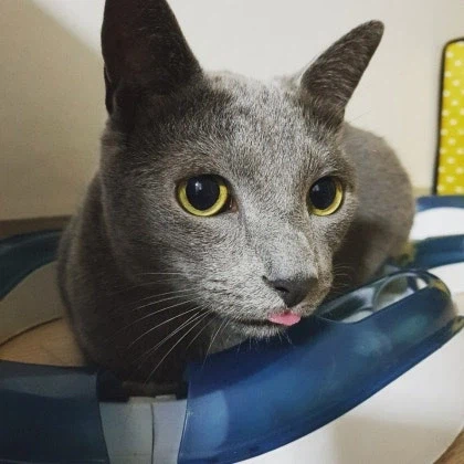 [라온이의 15번째 생일! 15년 압축 돌아보기]_83.webp