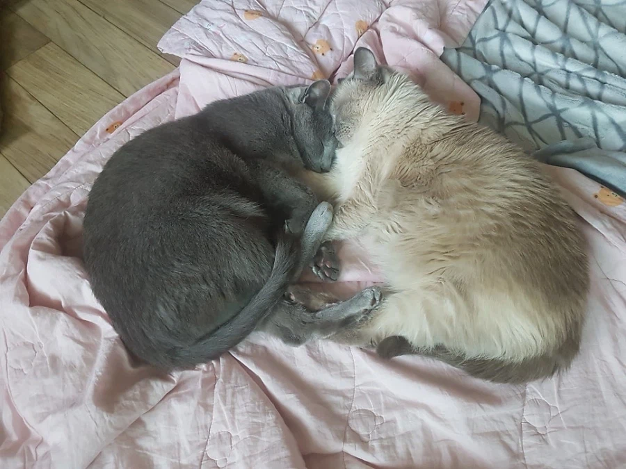 [라온이의 15번째 생일! 15년 압축 돌아보기]_88.webp