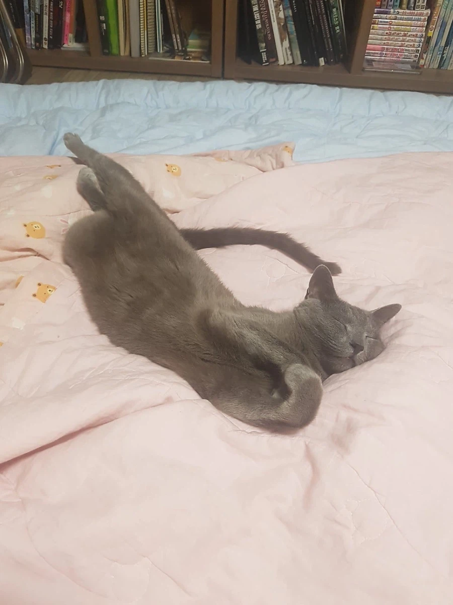 [라온이의 15번째 생일! 15년 압축 돌아보기]_89.webp