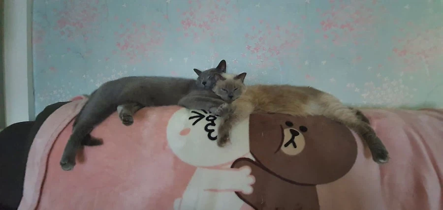 [라온이의 15번째 생일! 15년 압축 돌아보기]_92.webp