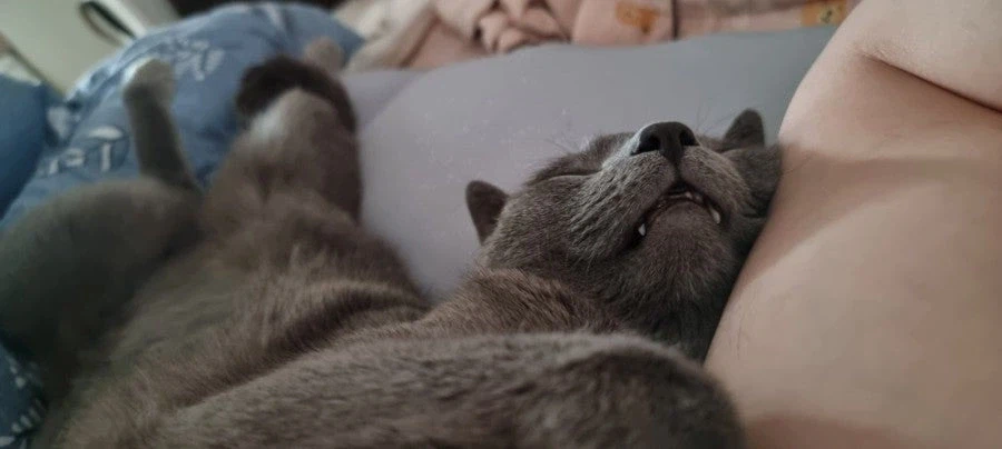 [라온이의 15번째 생일! 15년 압축 돌아보기]_94.webp