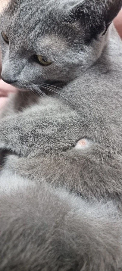 [라온이의 15번째 생일! 15년 압축 돌아보기]_97.webp