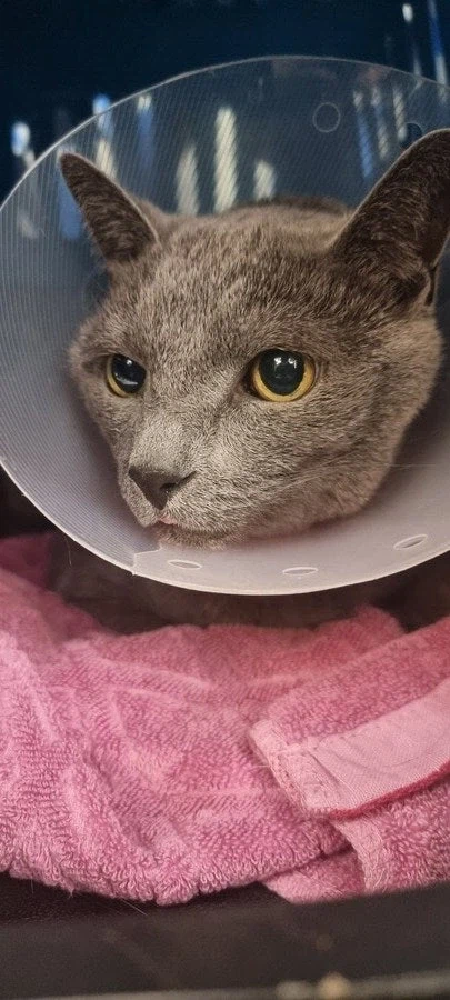 [라온이의 15번째 생일! 15년 압축 돌아보기]_103.webp